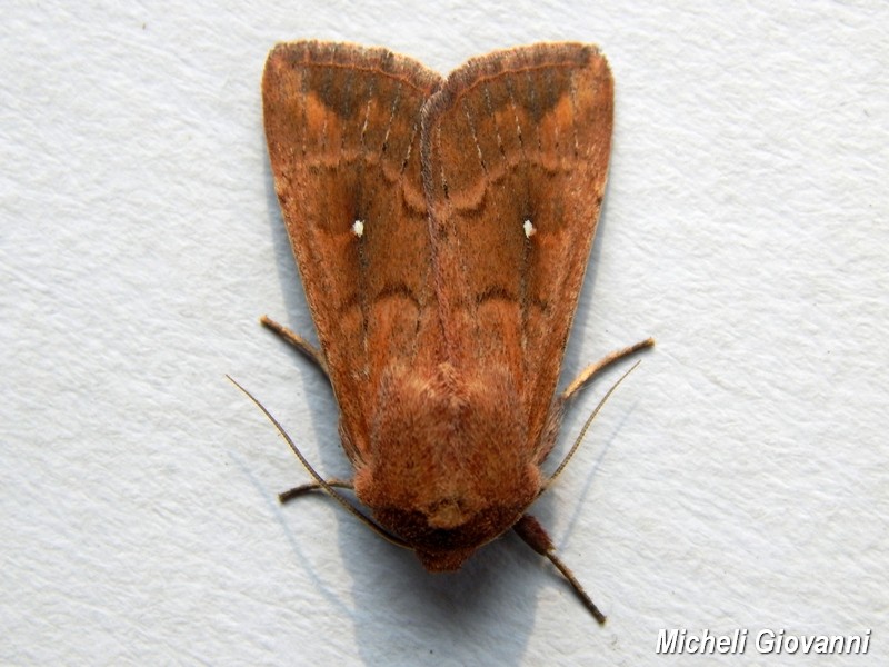 Mythimna (Hyphilare) albipuncta
